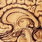 The default mode network: What is the default function of the human brain?