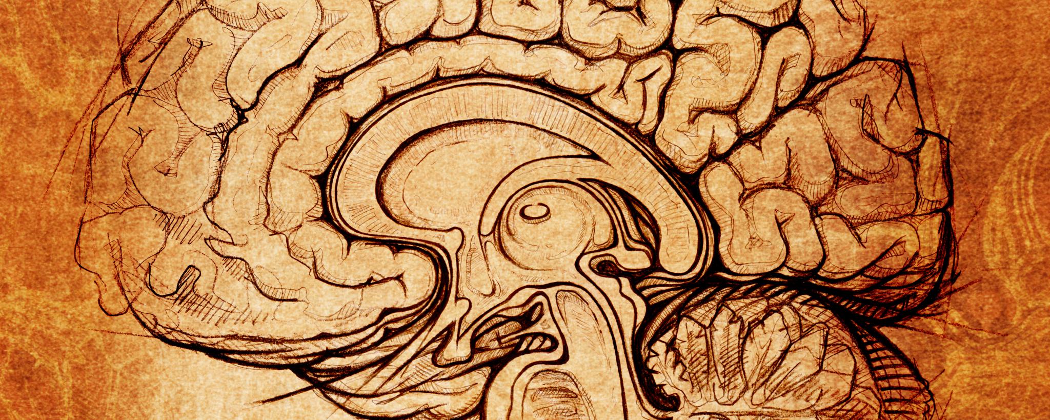 The default mode network: What is the default function of the human brain?