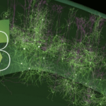 HBP MOOC: The multi-scale brain